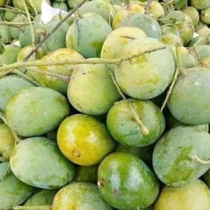 ১০ কেজি সাতক্ষীরার হিমসাগর আম (প্রিমিয়াম গ্রেড)